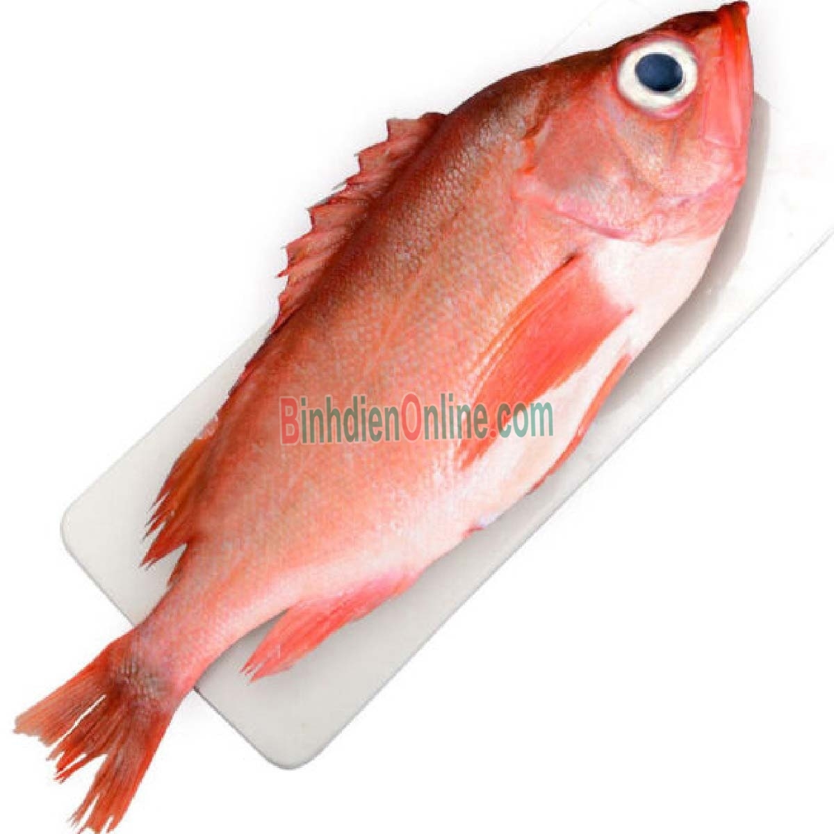 Cá hồng biển tươi loại 1 làm sạch 3-4 kg/con Xuất xứ Vũng Tàu
