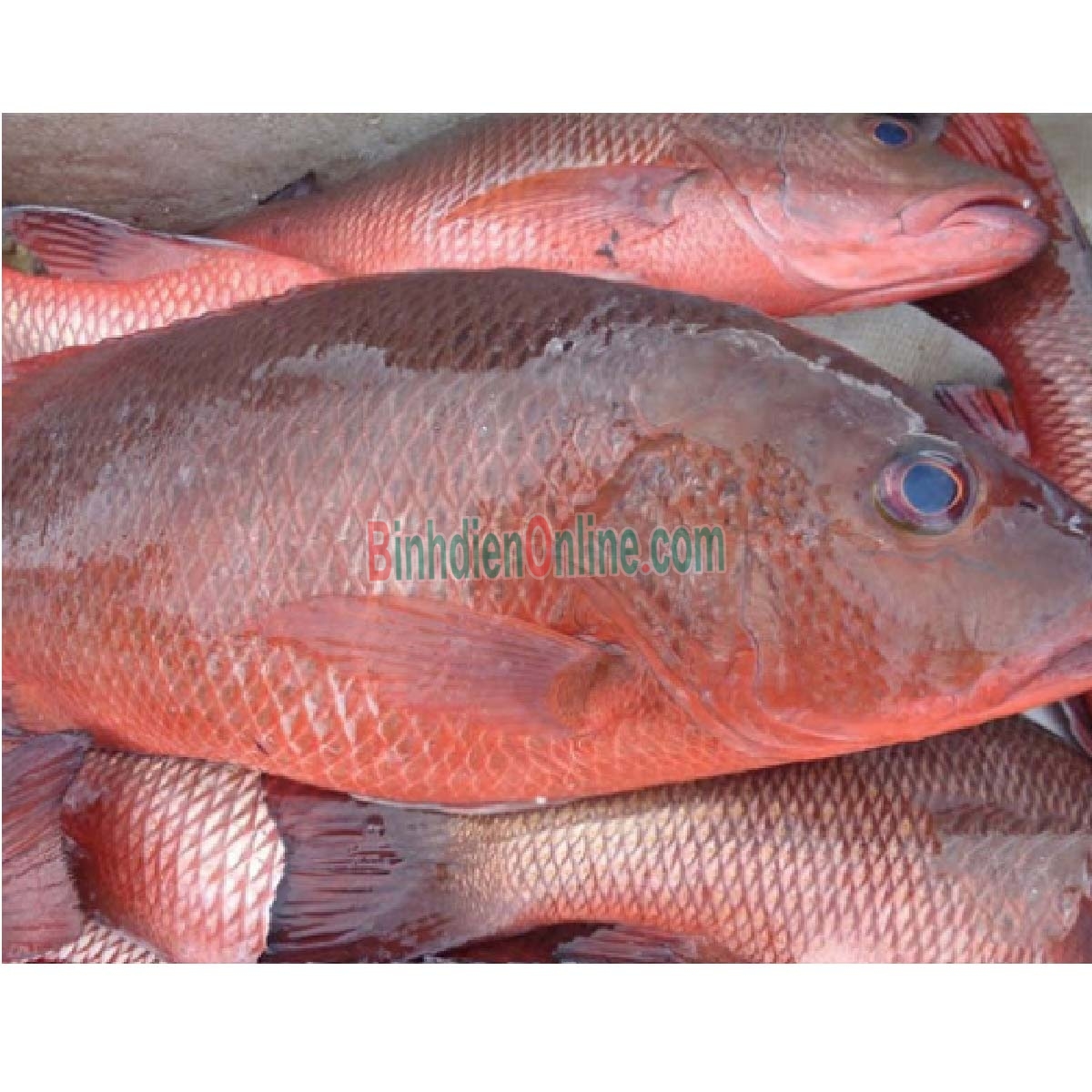 Cá hồng biển tươi nguyên con, giàu dinh dưỡng 4-5 kg/con Xuất xứ Bình Thuận