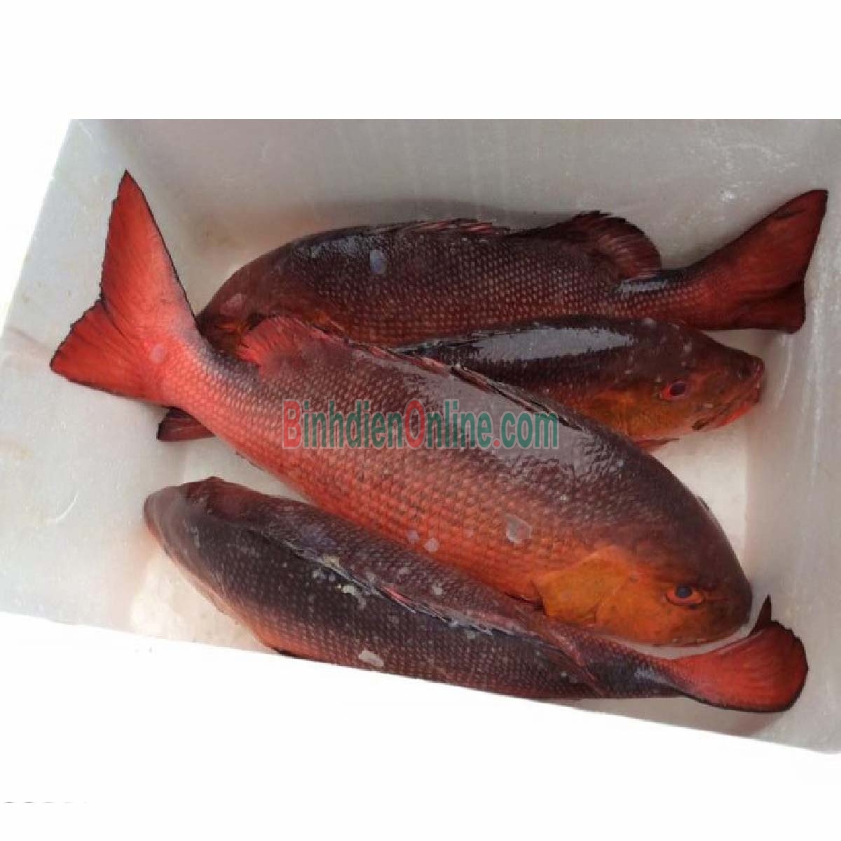 Cá hồng biển tươi thơm ngon 3-4 kg/con Xuất xứ Vũng Tàu