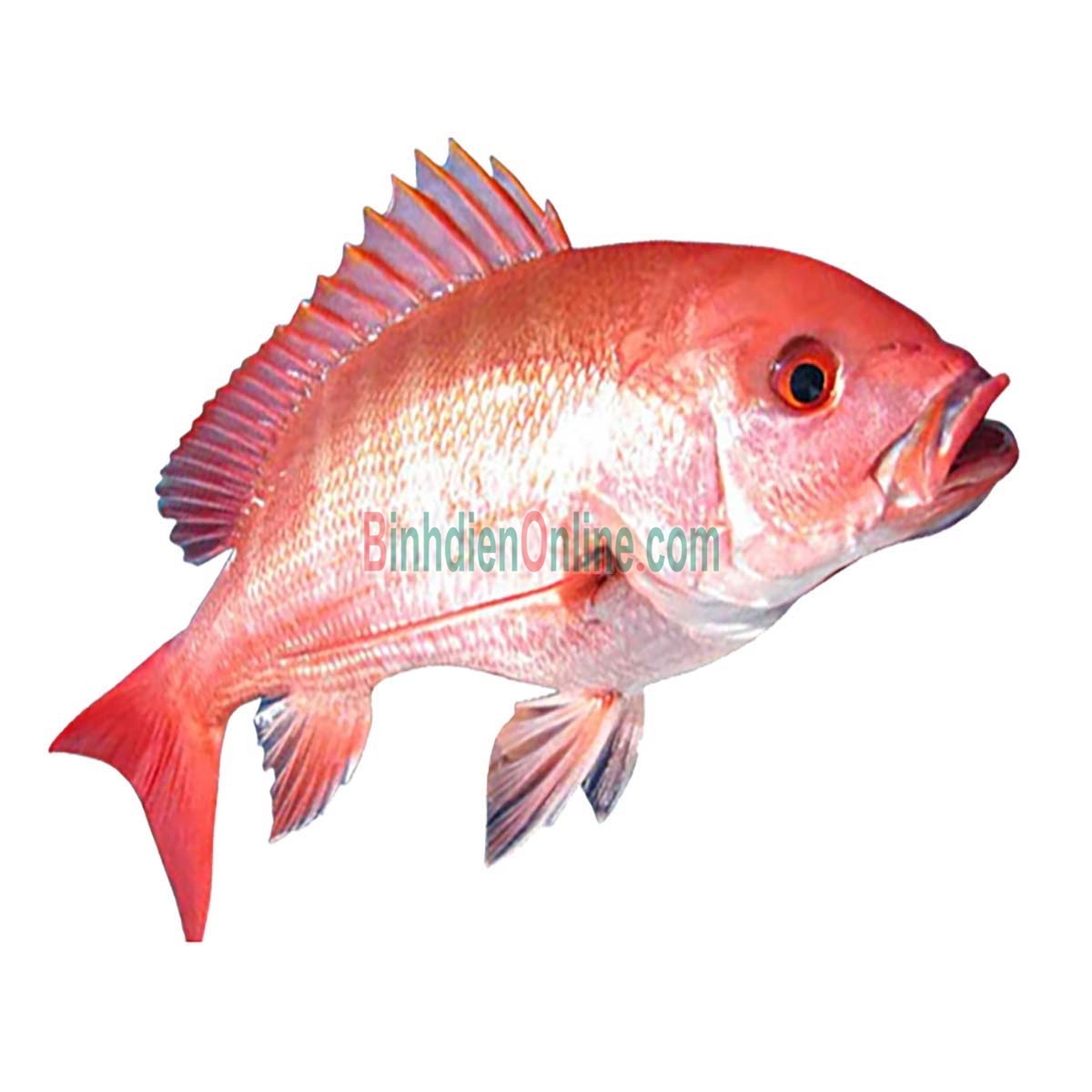 Cá hồng thiên nhiên tươi sạch bổ dưỡng 3-4 kg/con Xuất xứ Bạc Liêu
