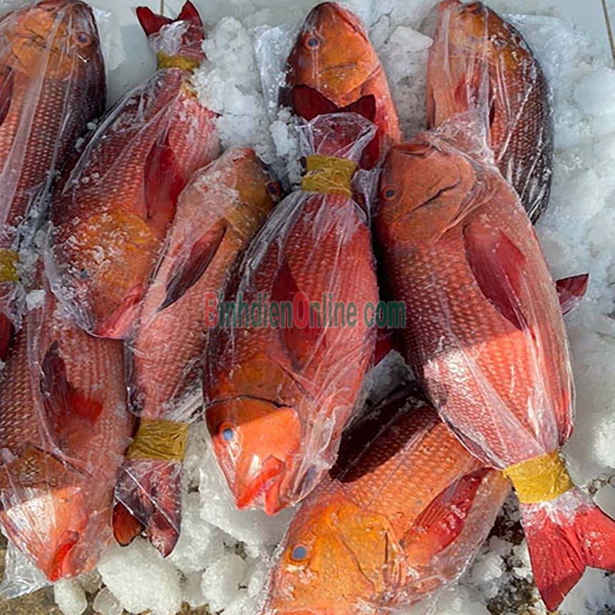 Cá hồng biển tươi nguyên con, giàu dinh dưỡng 5-6 kg/con Xuất xứ Bình Thuận