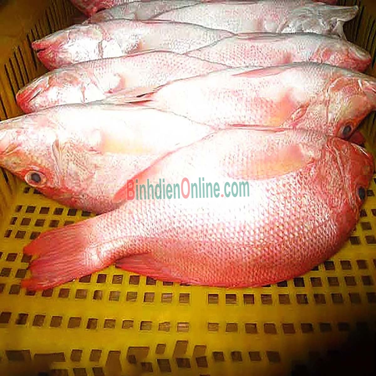 Cá hồng biển tươi loại 1 làm sạch 5-6 kg/con Xuất xứ Bạc Liêu