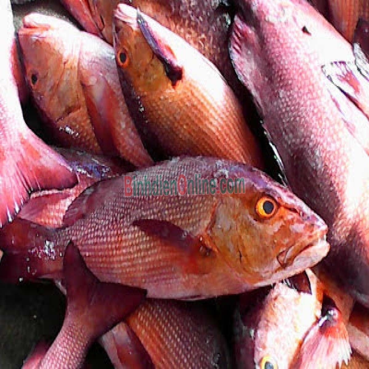 Cá hồng biển tươi nguyên con, thịt dai ngon 3-4 kg/con Xuất xứ Khánh Hòa