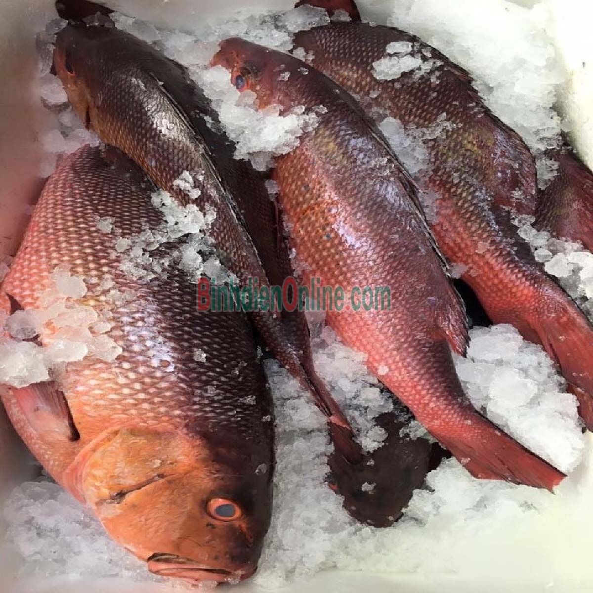 Cá hồng biển tươi rói đã làm sạch 3-4 kg/con Xuất xứ Khánh Hòa