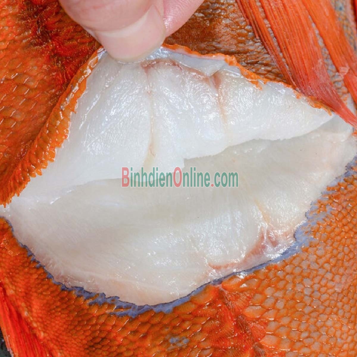 Cá hồng biển tươi rói đã làm sạch 4-5 kg/con Xuất xứ Khánh Hòa