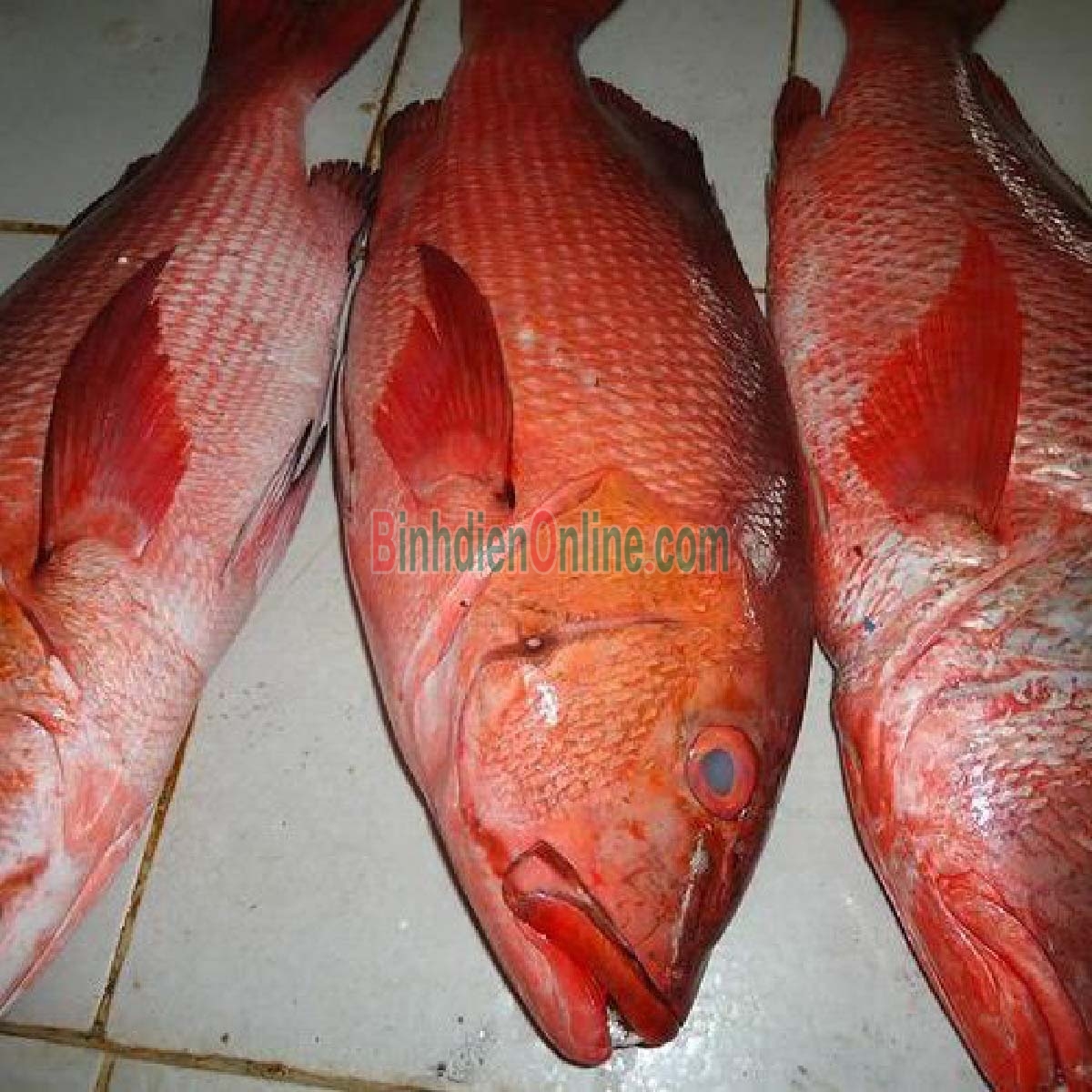 Cá hồng biển tươi nguyên con, giàu dinh dưỡng 3-4 kg/con Xuất xứ Bạc Liêu