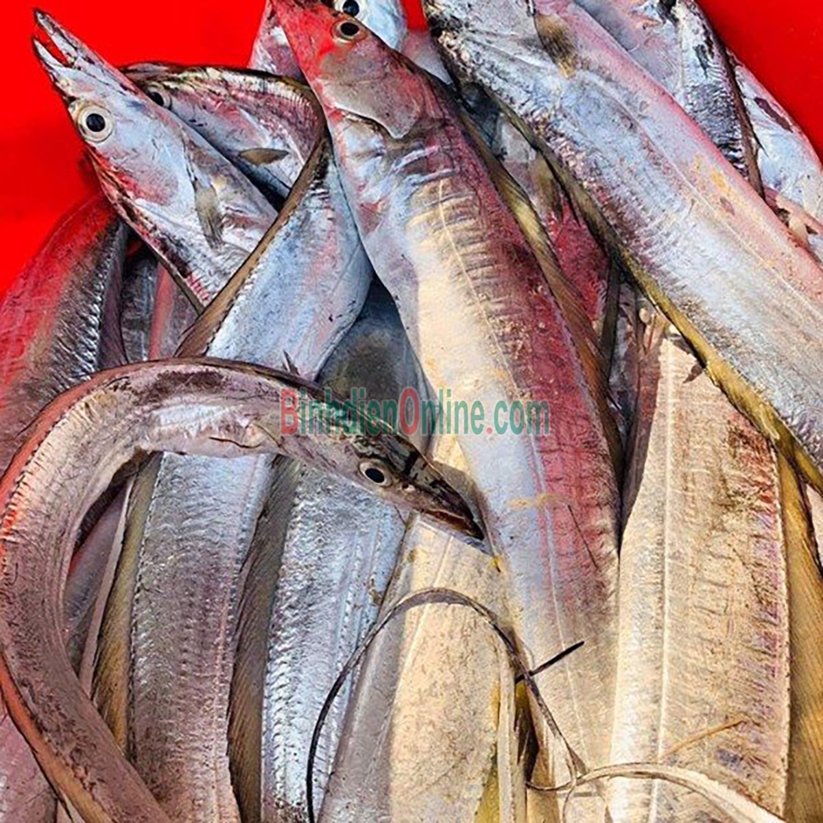 Cá hố tươi nguyên con, thịt chắc, ngọt 500-700 gr/con Xuất xứ Kiên Giang