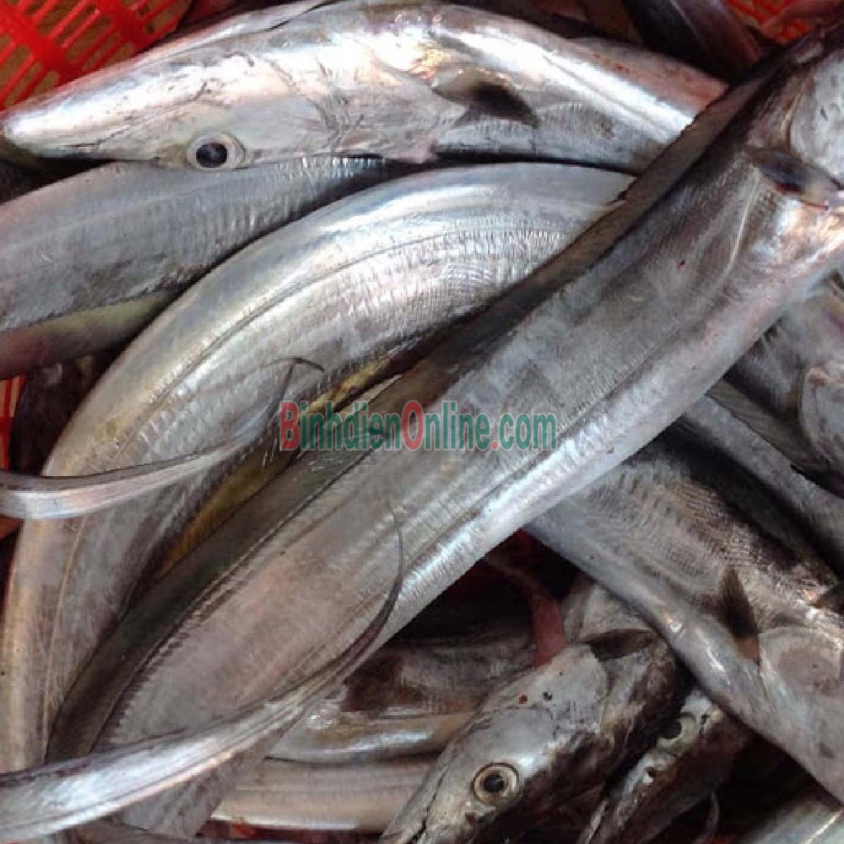 Cá hố tươi thiên nhiên, loại 1 tươi rói 500-700 gr/con Xuất xứ Khánh Hòa