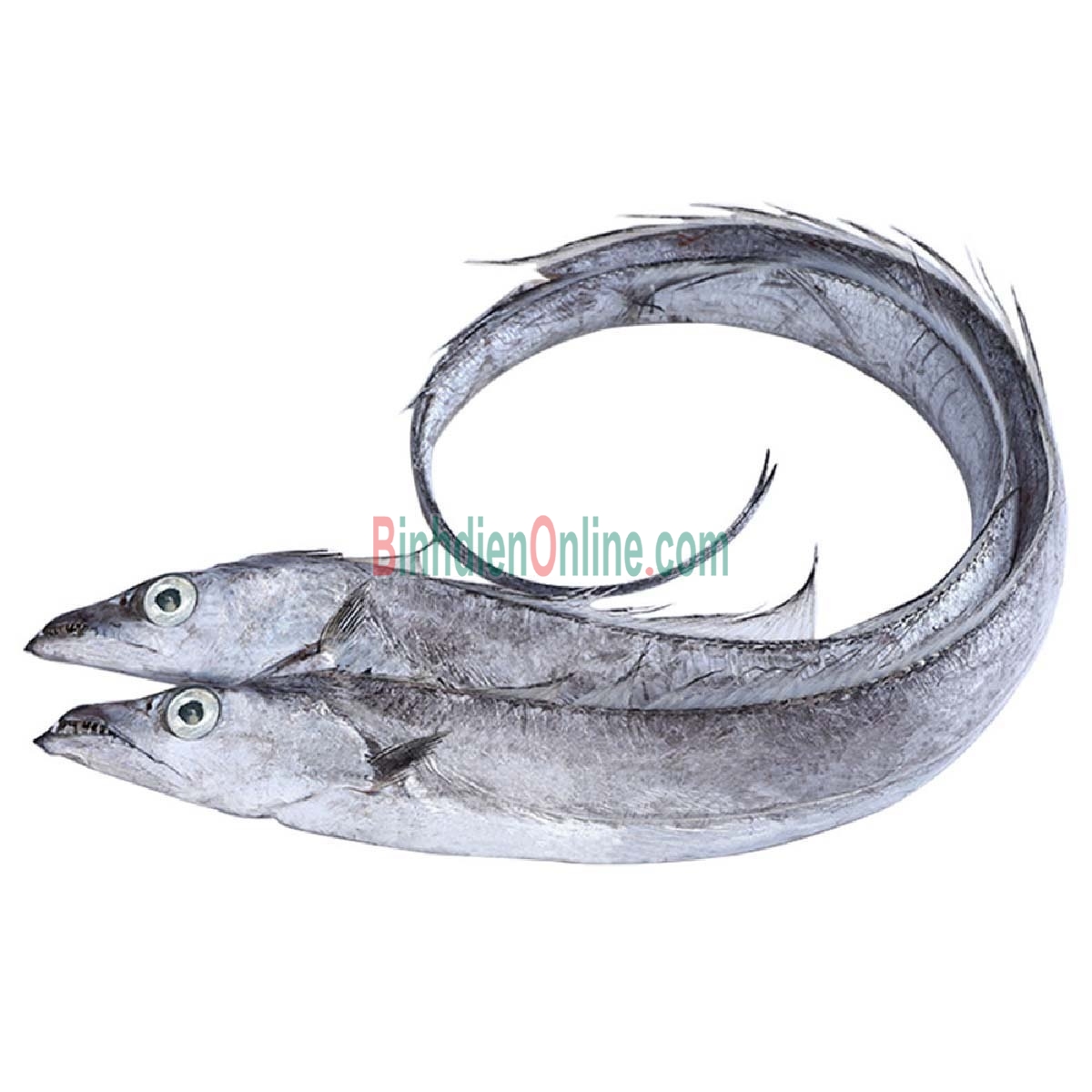 Cá hố tươi nguyên con, thịt chắc, ngọt 700-900 gr/con Xuất xứ Khánh Hòa