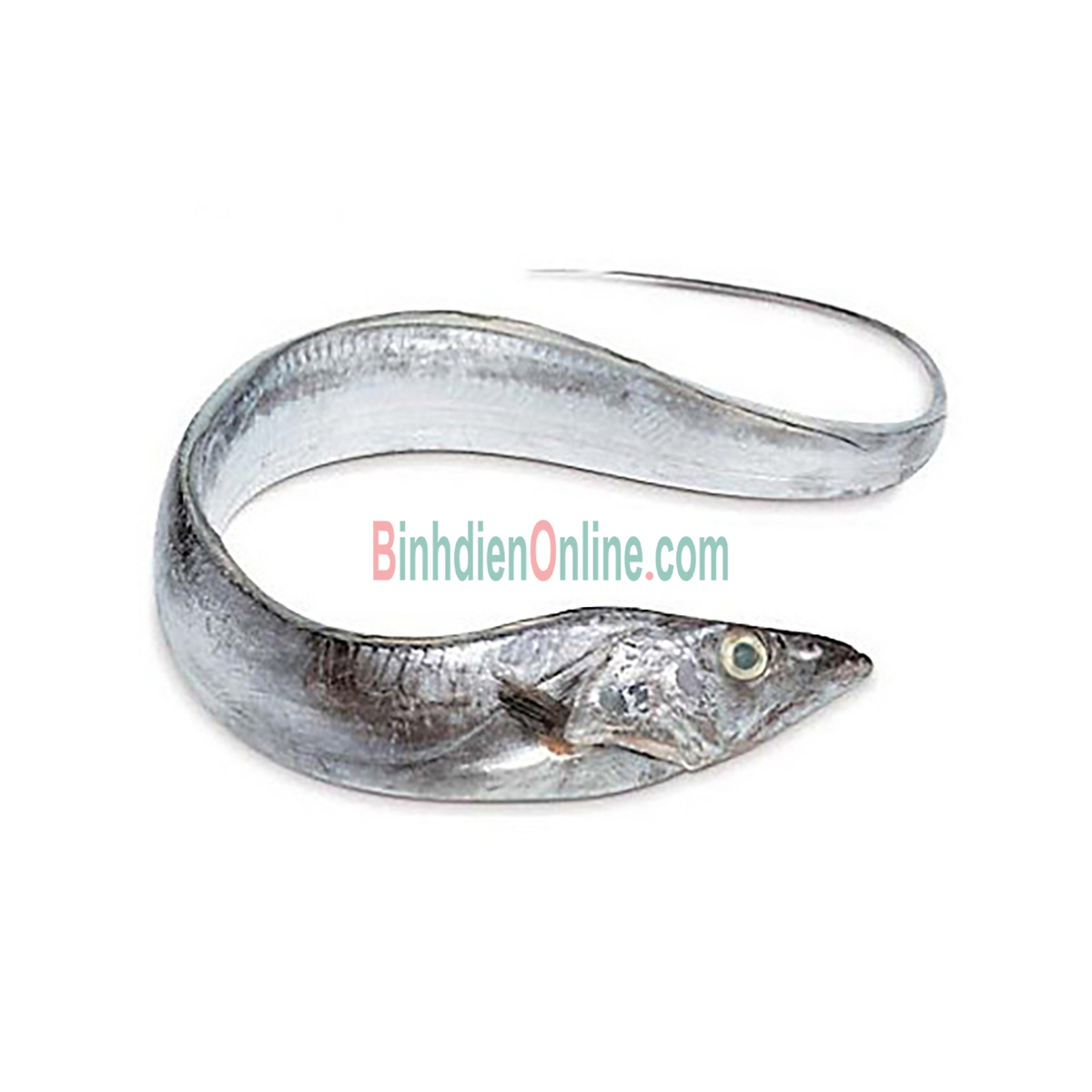 Cá hố tươi nguyên con, thịt chắc, ngọt 300-500 gr/con Xuất xứ Vũng Tàu