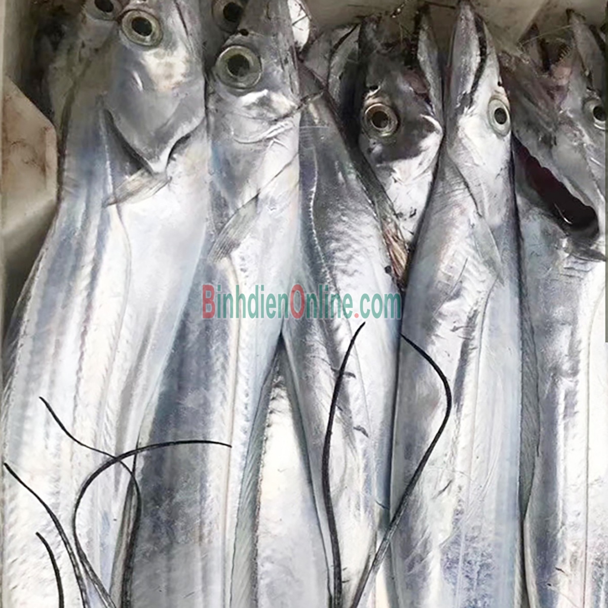 Cá hố tươi nguyên con, thịt chắc, ngọt 500-700 gr/con Xuất xứ Bạc Liêu