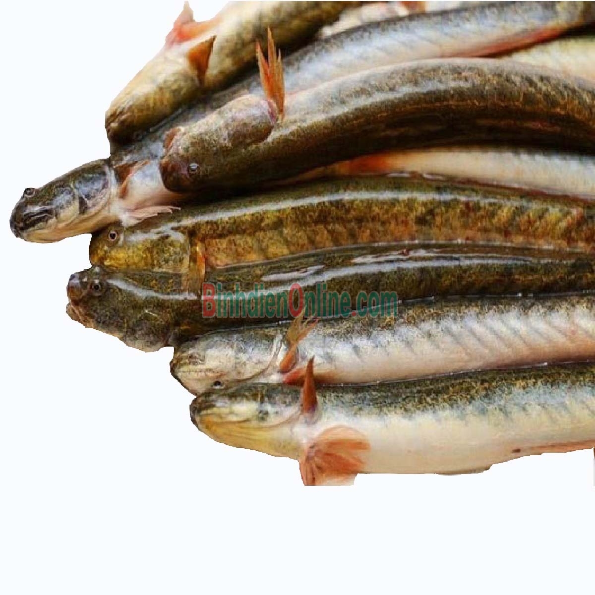 Cá kèo sống đánh bắt tự nhiên Loại trung Xuất xứ Sóc Trăng