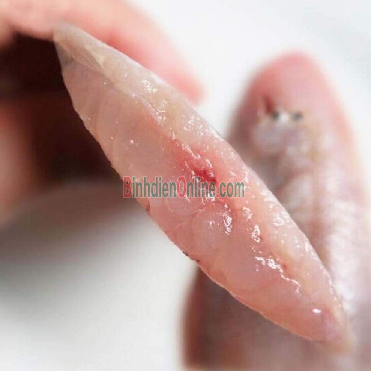 Cá lưỡi trâu tươi nguyên con, giá tốt 4-5 con/kg Xuất xứ Bạc Liêu