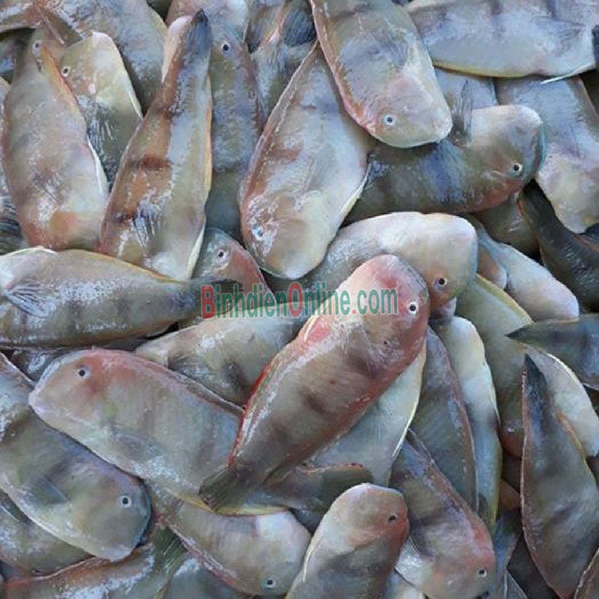 Cá mó tươi đã làm sạch, đảm bảo ngon 10-15 con/kg Xuất xứ Bình Thuận