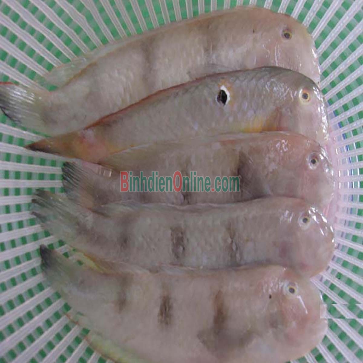Cá mó tươi giá tốt và an toàn 8-10 con/kg Xuất xứ Tiền Giang