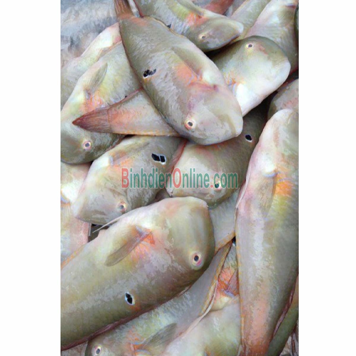 Cá mó tươi  loại 1 6-8 con/kg Xuất xứ Bình Thuận