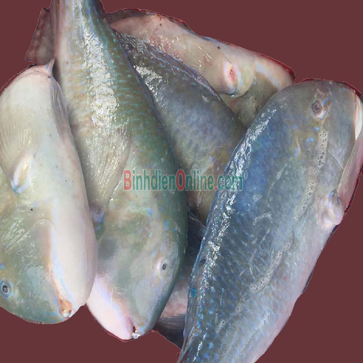 Cá mó tươi  vừa đánh bắt, giá tốt 10-15 con/kg Xuất xứ Kiên Giang