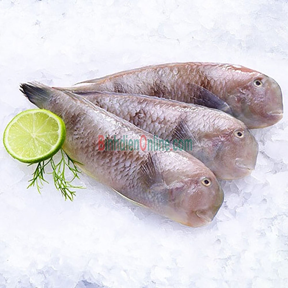 Cá mó tươi  vừa đánh bắt, giá tốt 6-8 con/kg Xuất xứ Kiên Giang