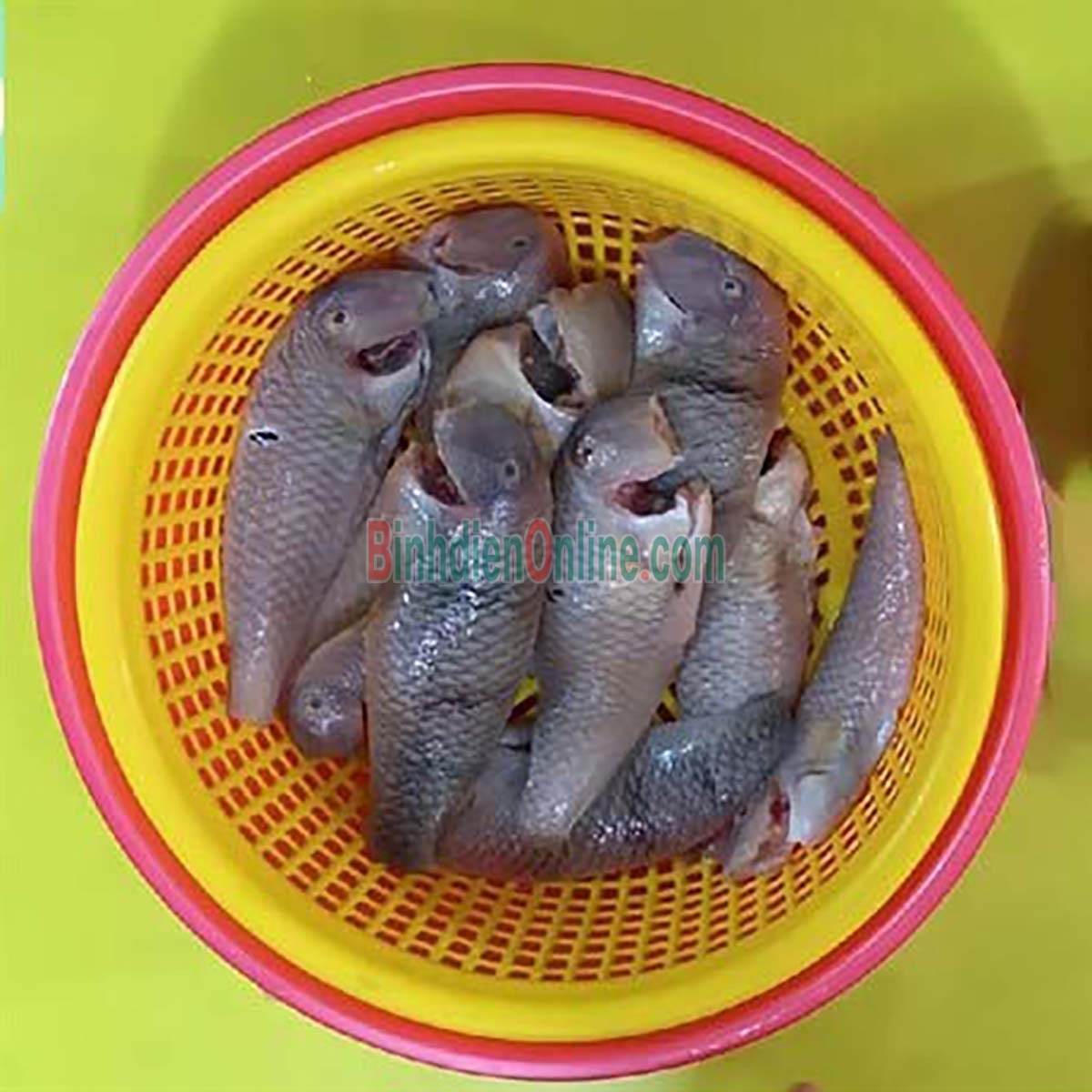 Cá mó tươi giá tốt và an toàn 6-8 con/kg Xuất xứ Bình Thuận