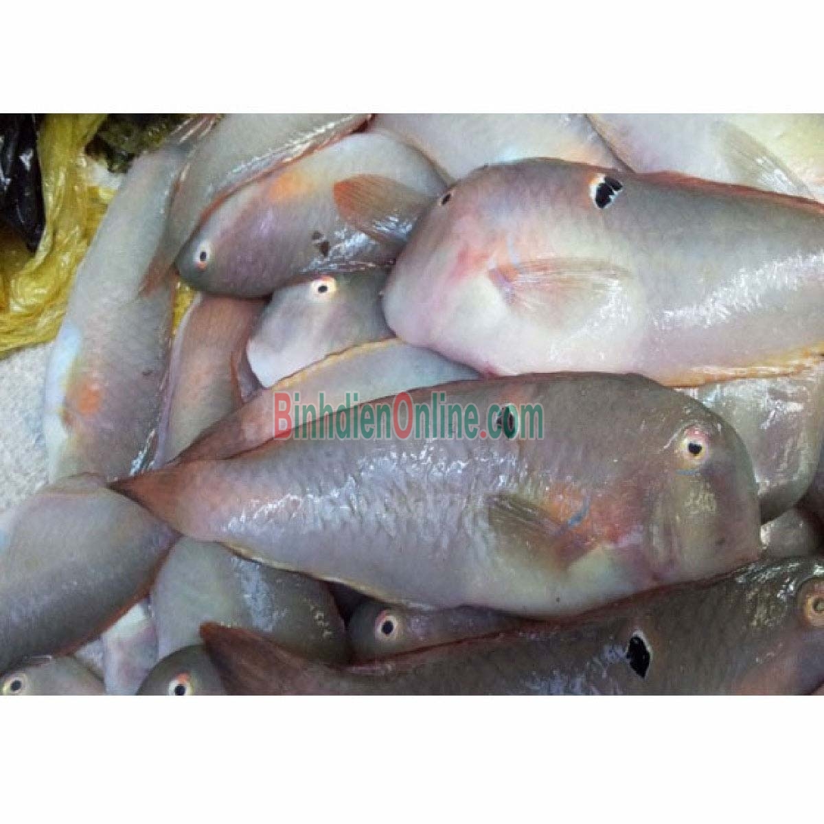 Cá mó tươi đã làm sạch, đảm bảo ngon 8-10 con/kg Xuất xứ Kiên Giang
