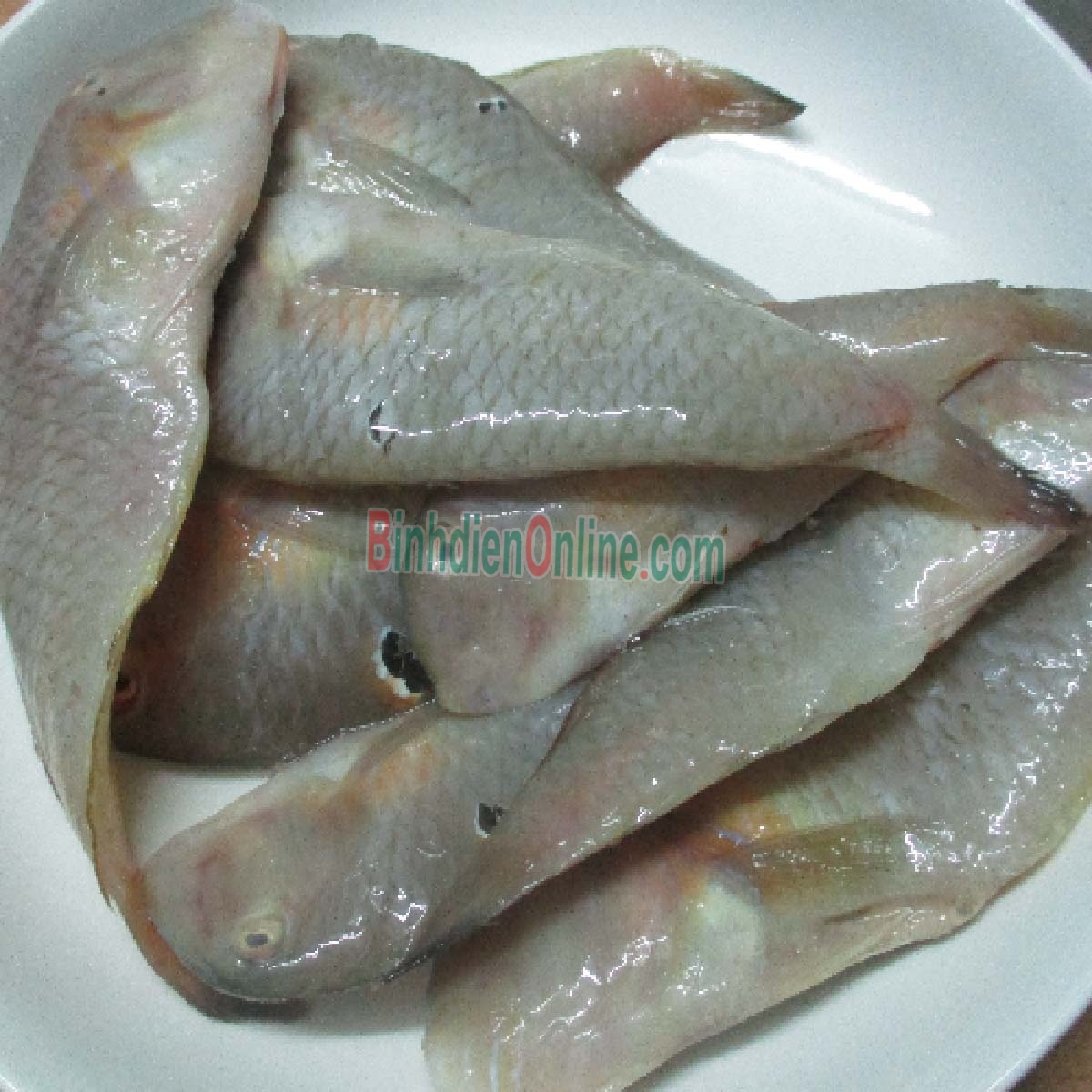 Cá mó tươi  loại 1 6-8 con/kg Xuất xứ Vũng Tàu