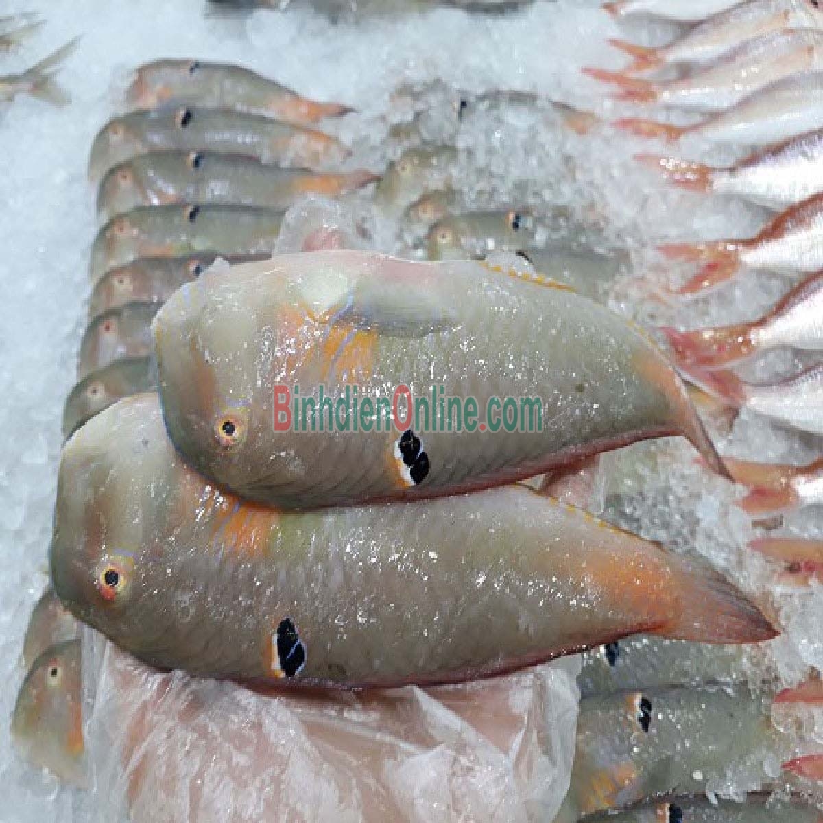 Cá mó tươi đã làm sạch, đảm bảo ngon 8-10 con/kg Xuất xứ Bình Thuận