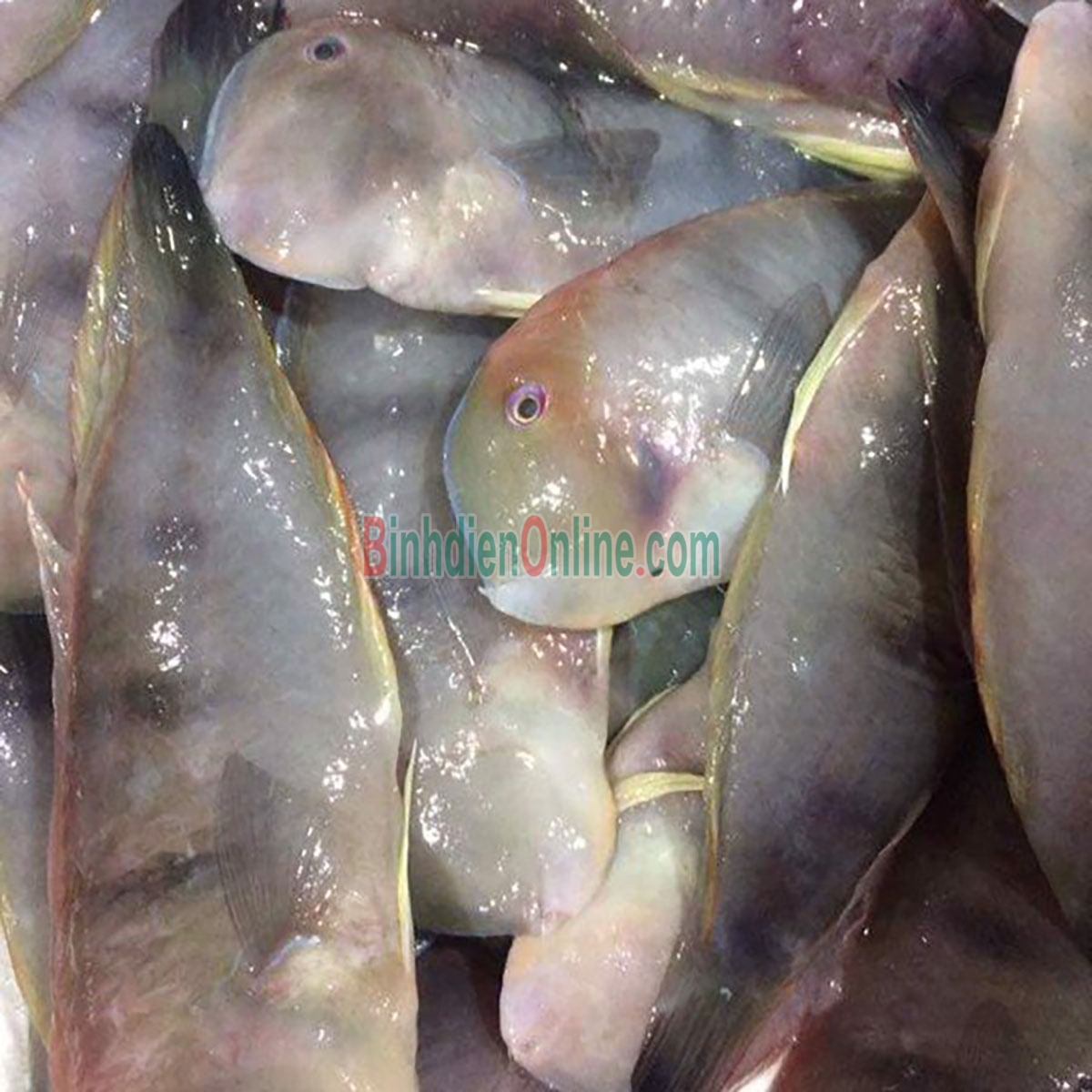 Cá mó tươi  vừa đánh bắt, giá tốt 10-15 con/kg Xuất xứ Vũng Tàu