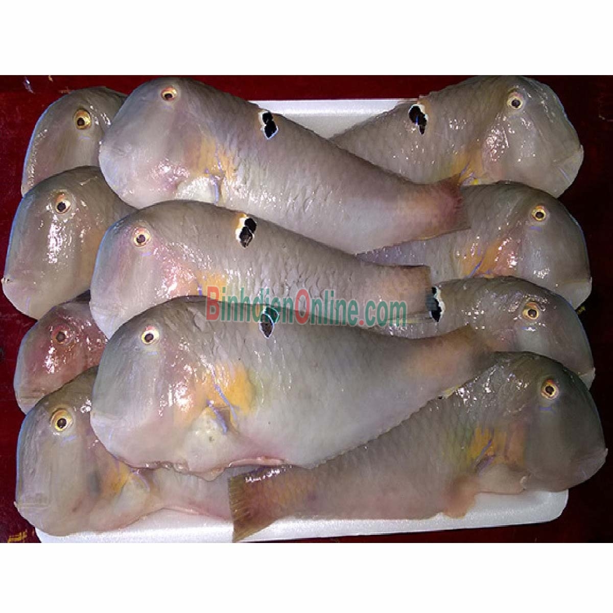 Cá mó tươi đã làm sạch, đảm bảo ngon 8-10 con/kg Xuất xứ Vũng Tàu