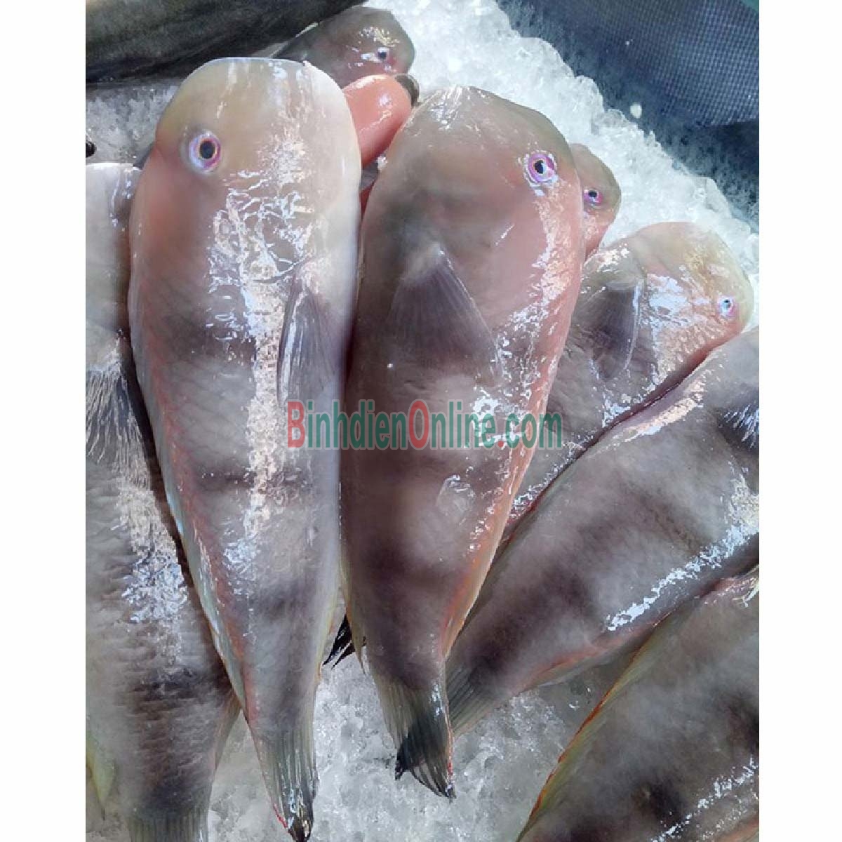 Cá mó tươi đã làm sạch, đảm bảo ngon 6-8 con/kg Xuất xứ Kiên Giang