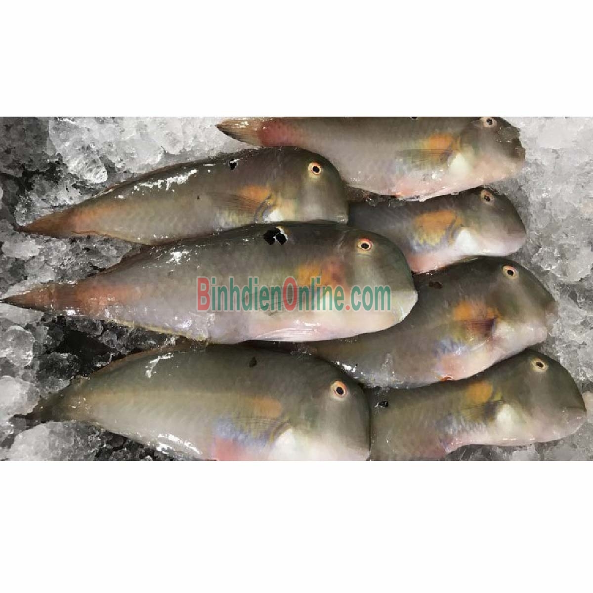 Cá mó tươi  vừa đánh bắt, giá tốt 6-8 con/kg Xuất xứ Bình Thuận