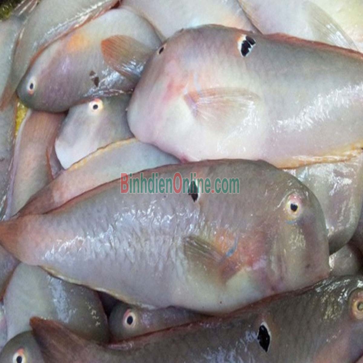 Cá mó tươi đã làm sạch, đảm bảo ngon 6-8 con/kg Xuất xứ Bình Thuận