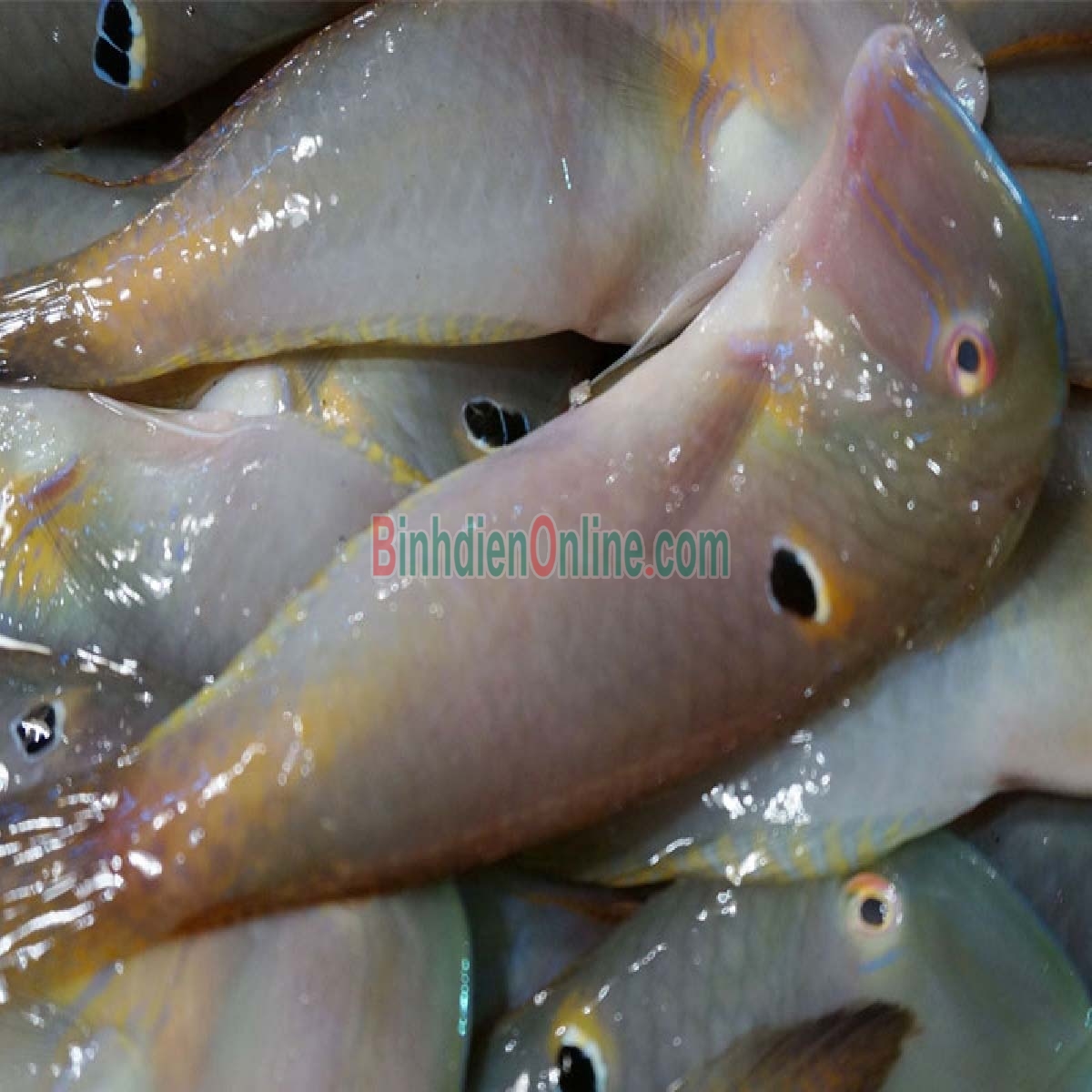 Cá mó tươi  vừa đánh bắt, giá tốt 10-15 con/kg Xuất xứ Bình Thuận