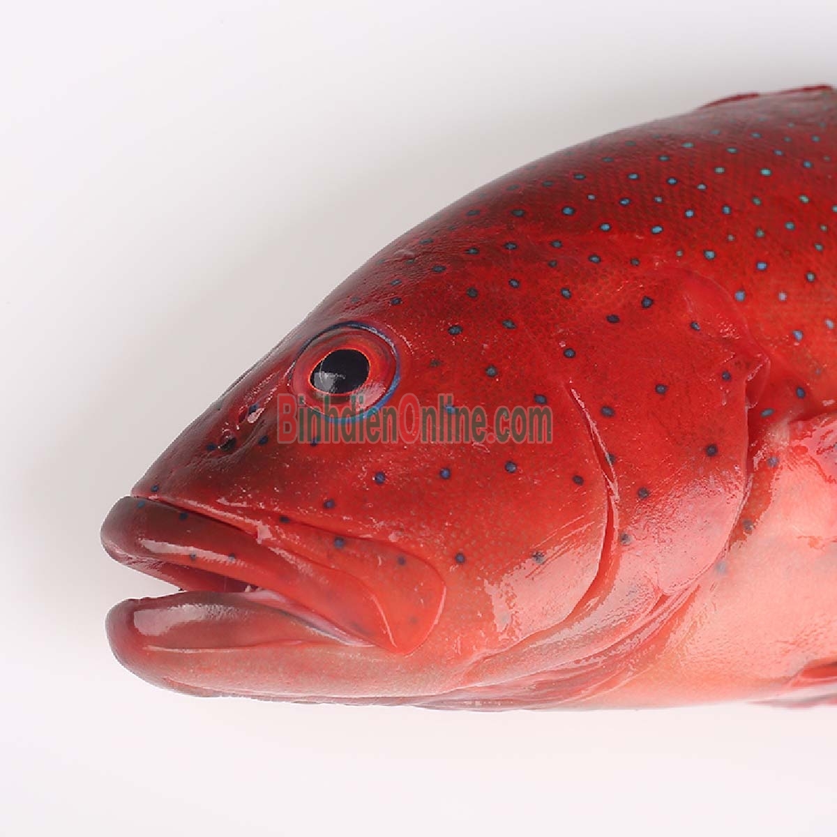 Cá mú đỏ tươi sống giá tốt, tươi rói và ngon tuyệt 1,4-1,6 kg/con Xuất xứ Vũng Tàu