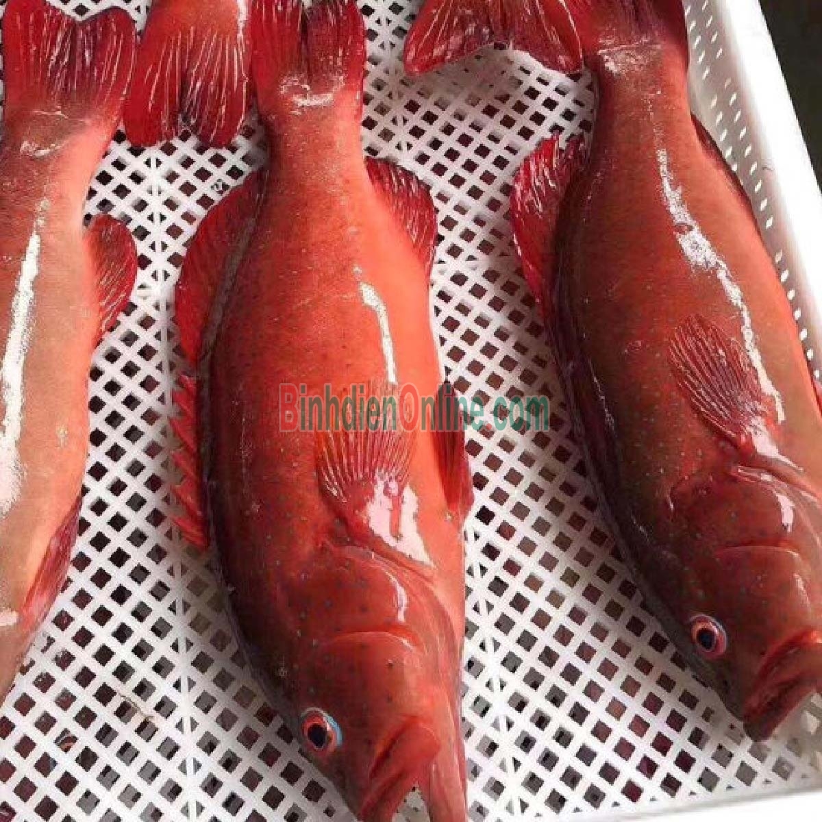 Cá mú đỏ thiên nhiên còn sống 2-2,5 kg/con Xuất xứ Kiên Giang