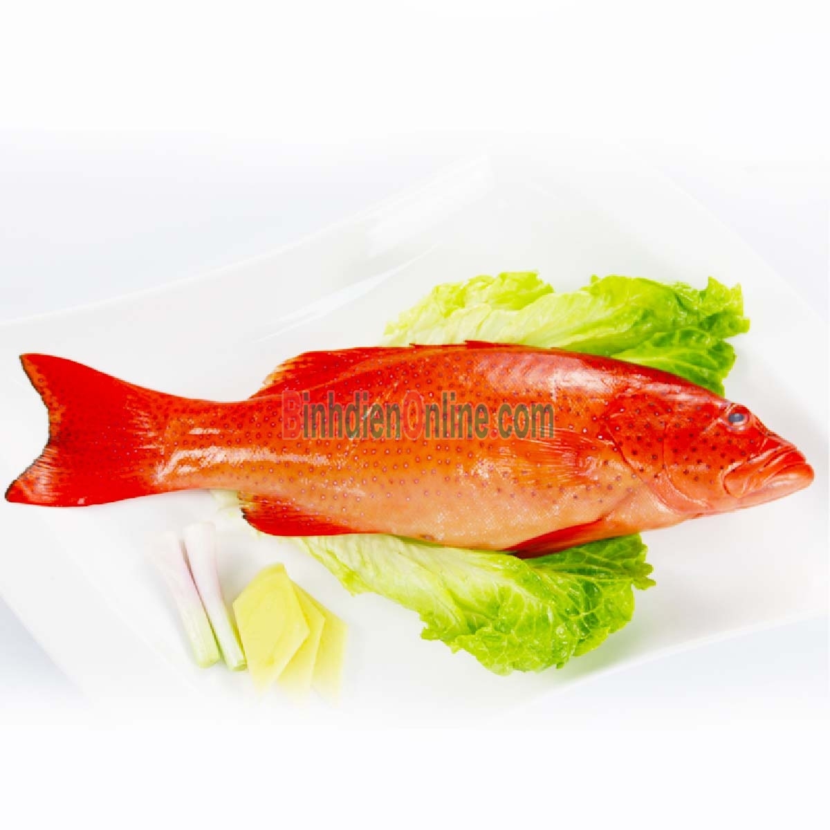 Cá mú đỏ đã làm sạch giá tốt, đảm bảo ngon 2,5-3 kg/con Xuất xứ Bình Thuận