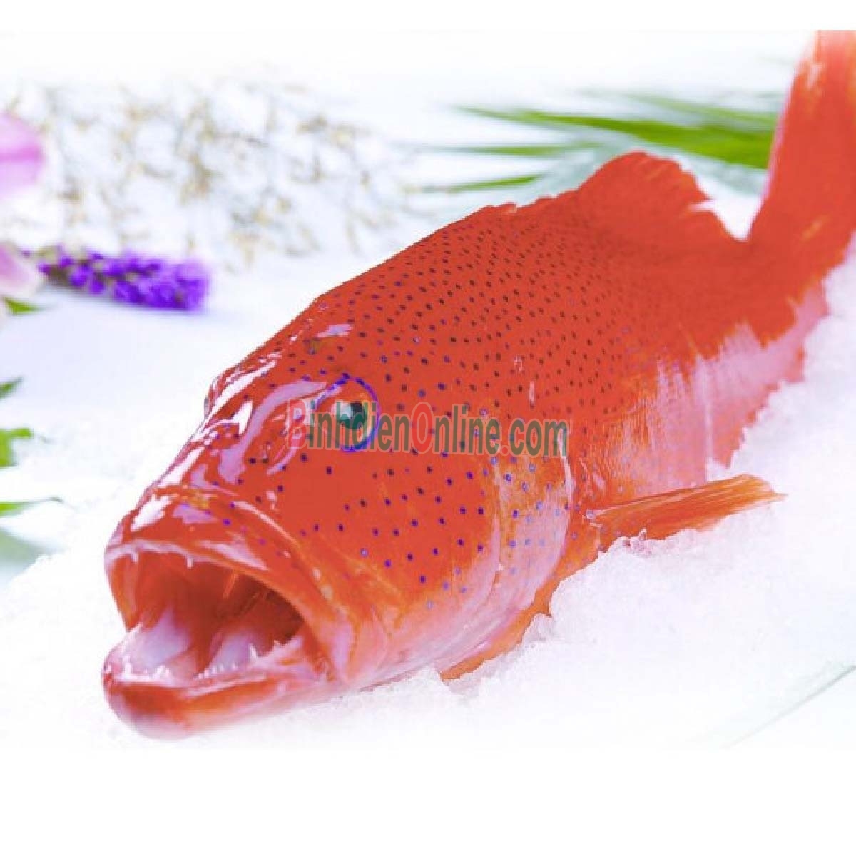 Cá mú đỏ đã làm sạch giá tốt, đảm bảo ngon 1,2-1,4 kg/con Xuất xứ Bạc Liêu