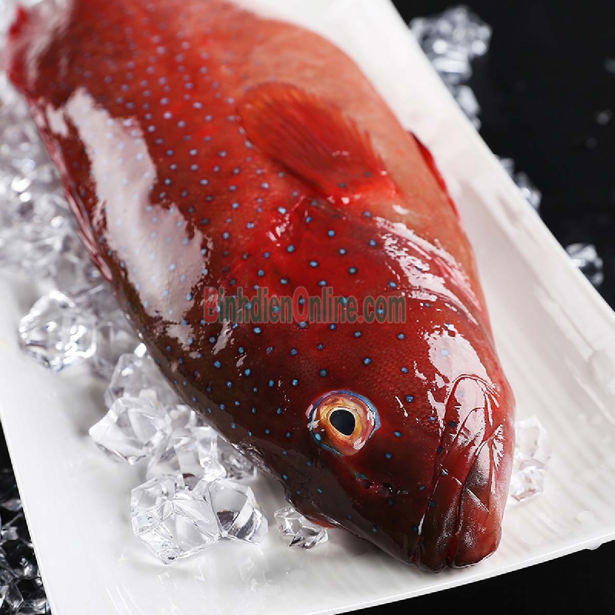 Cá mú đỏ tươi sống giá tốt, tươi rói và ngon tuyệt 1,8-2 kg/con Xuất xứ Vũng Tàu