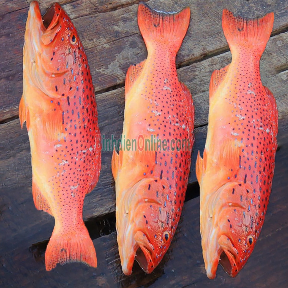Cá mú đỏ thiên nhiên còn sống 1,4-1,6 kg/con Xuất xứ Kiên Giang