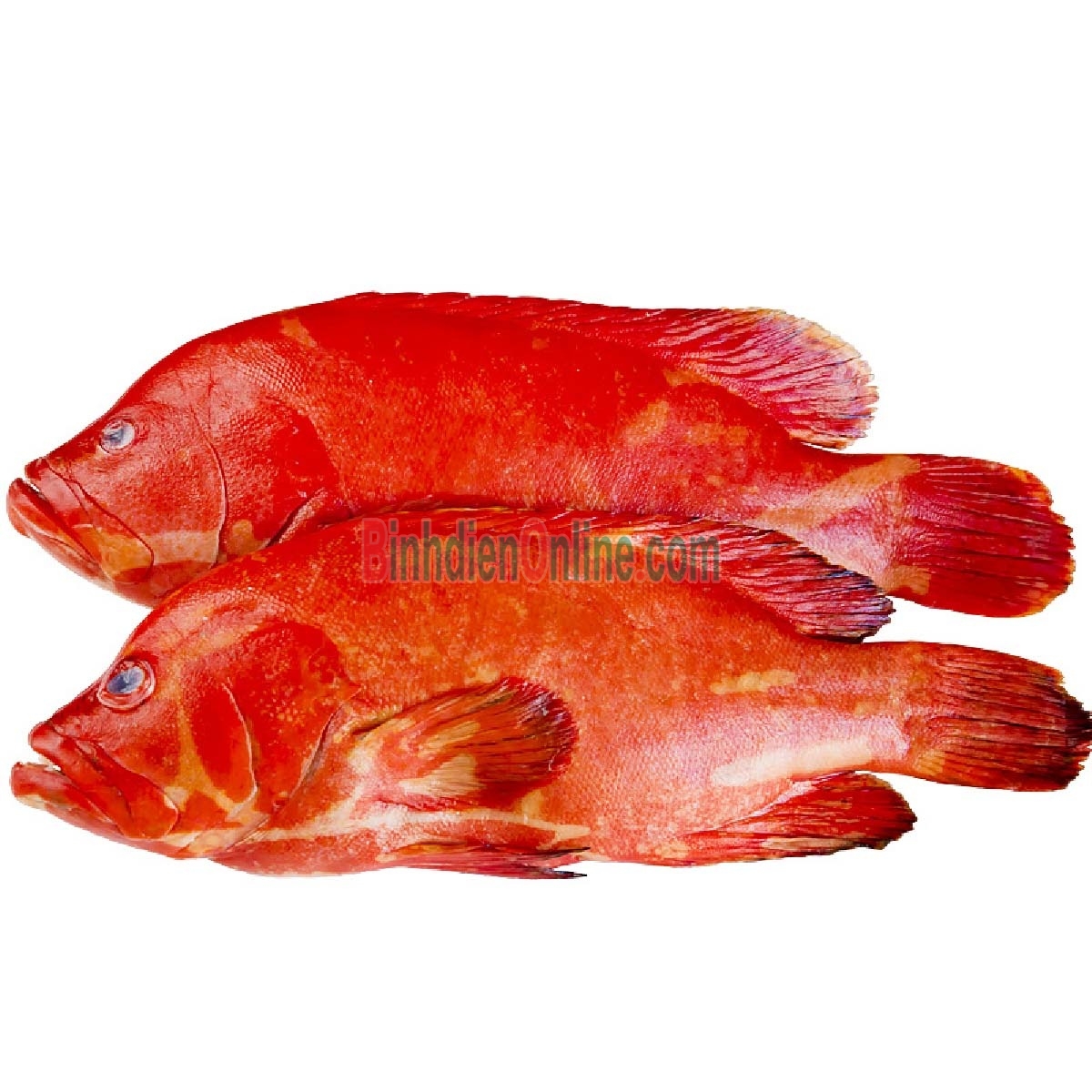 Cá mú đỏ thiên nhiên còn sống 1,4-1,6 kg/con Xuất xứ Bạc Liêu