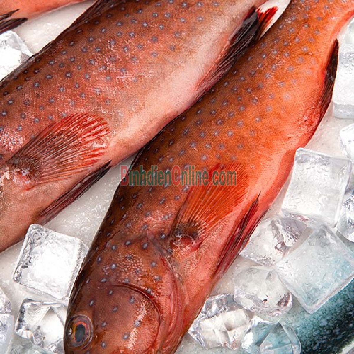 Cá mú đỏ đã làm sạch giá tốt, đảm bảo ngon 1,6-1,8 kg/con Xuất xứ Bạc Liêu