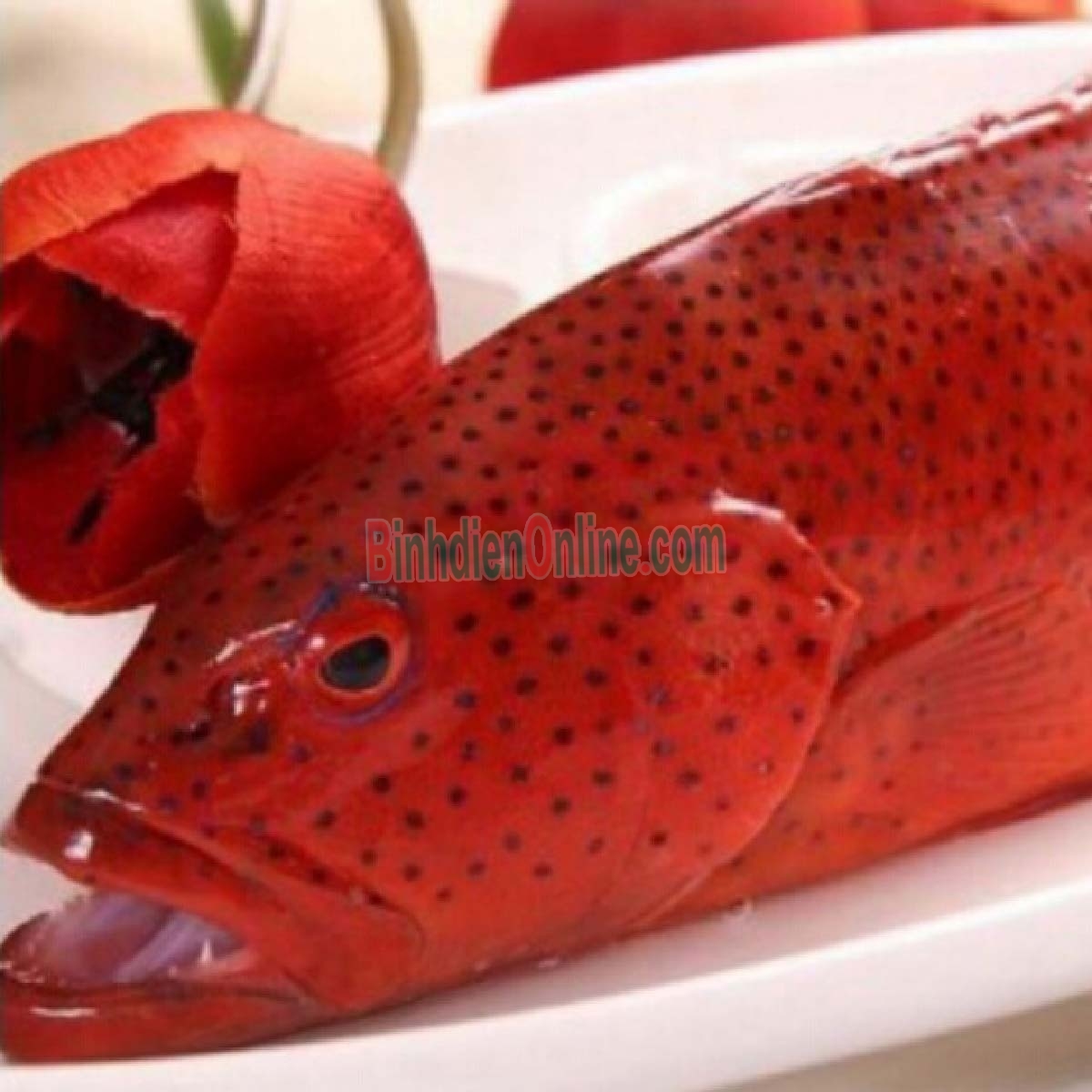 Cá mú đỏ tươi sống giá tốt, tươi rói và ngon tuyệt 1,2-1,4 kg/con Xuất xứ Kiên Giang