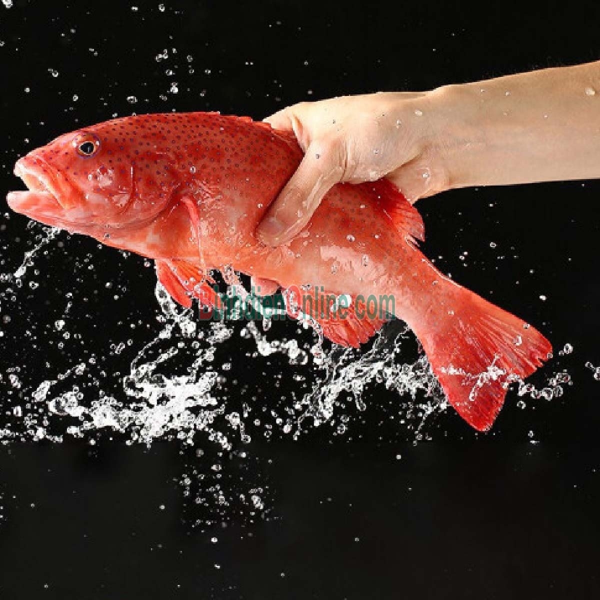 Cá mú đỏ thiên nhiên còn sống 1,2-1,4 kg/con Xuất xứ Vũng Tàu