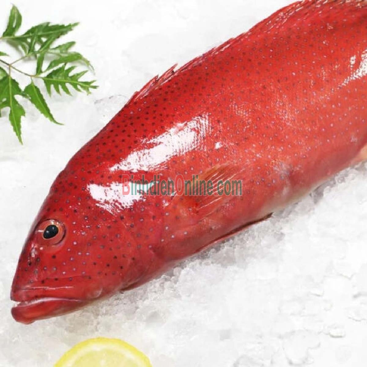 Cá mú đỏ đã làm sạch giá tốt, đảm bảo ngon 1,6-1,8 kg/con Xuất xứ Vũng Tàu