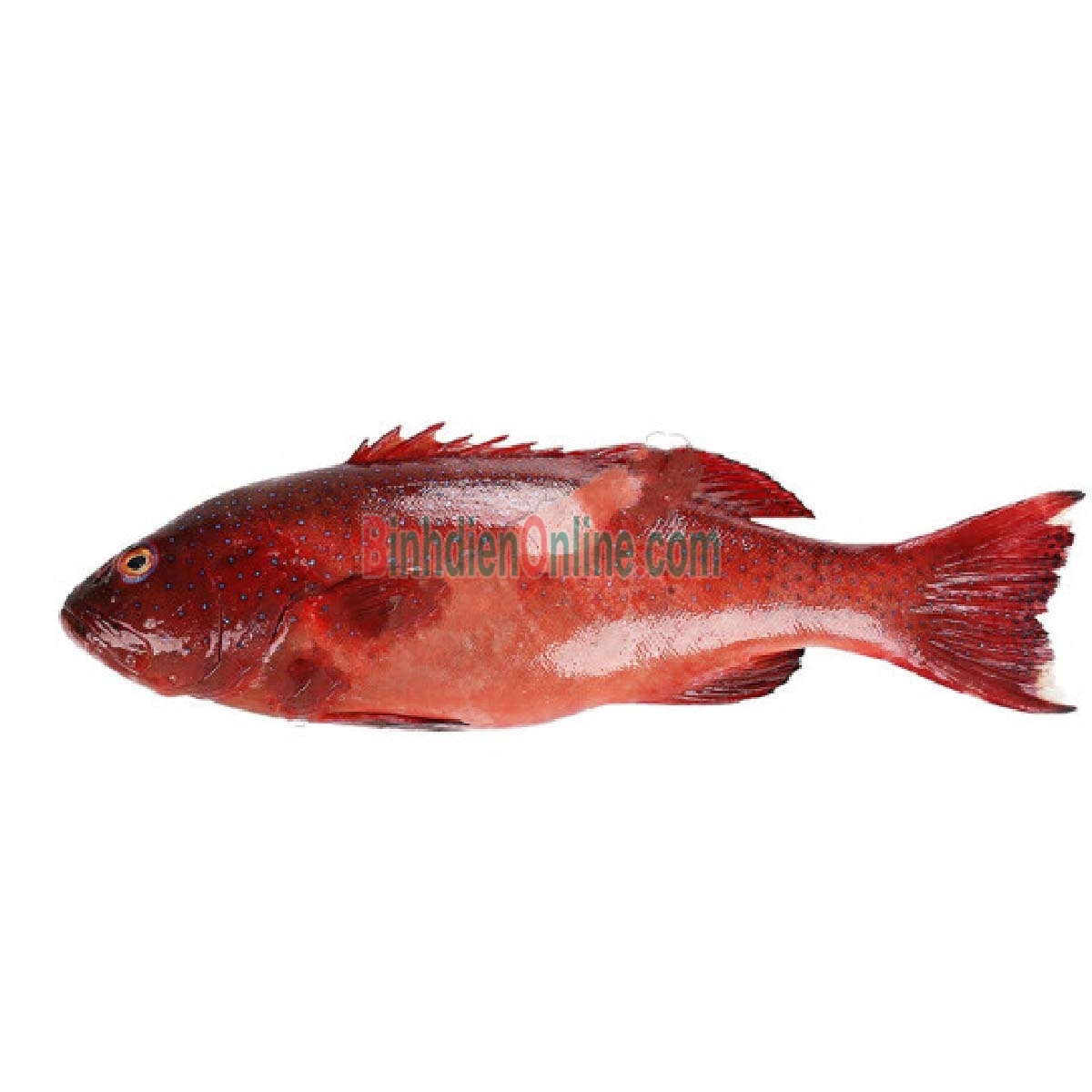 Cá mú đỏ thiên nhiên còn sống 1,4-1,6 kg/con Xuất xứ Vũng Tàu