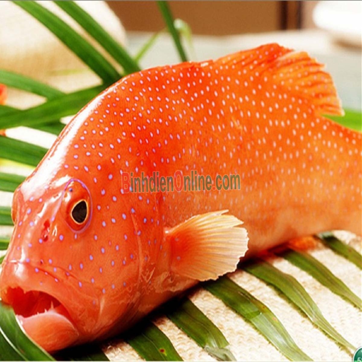 Cá mú đỏ đã làm sạch giá tốt, đảm bảo ngon 2-2,5 kg/con Xuất xứ Khánh Hòa
