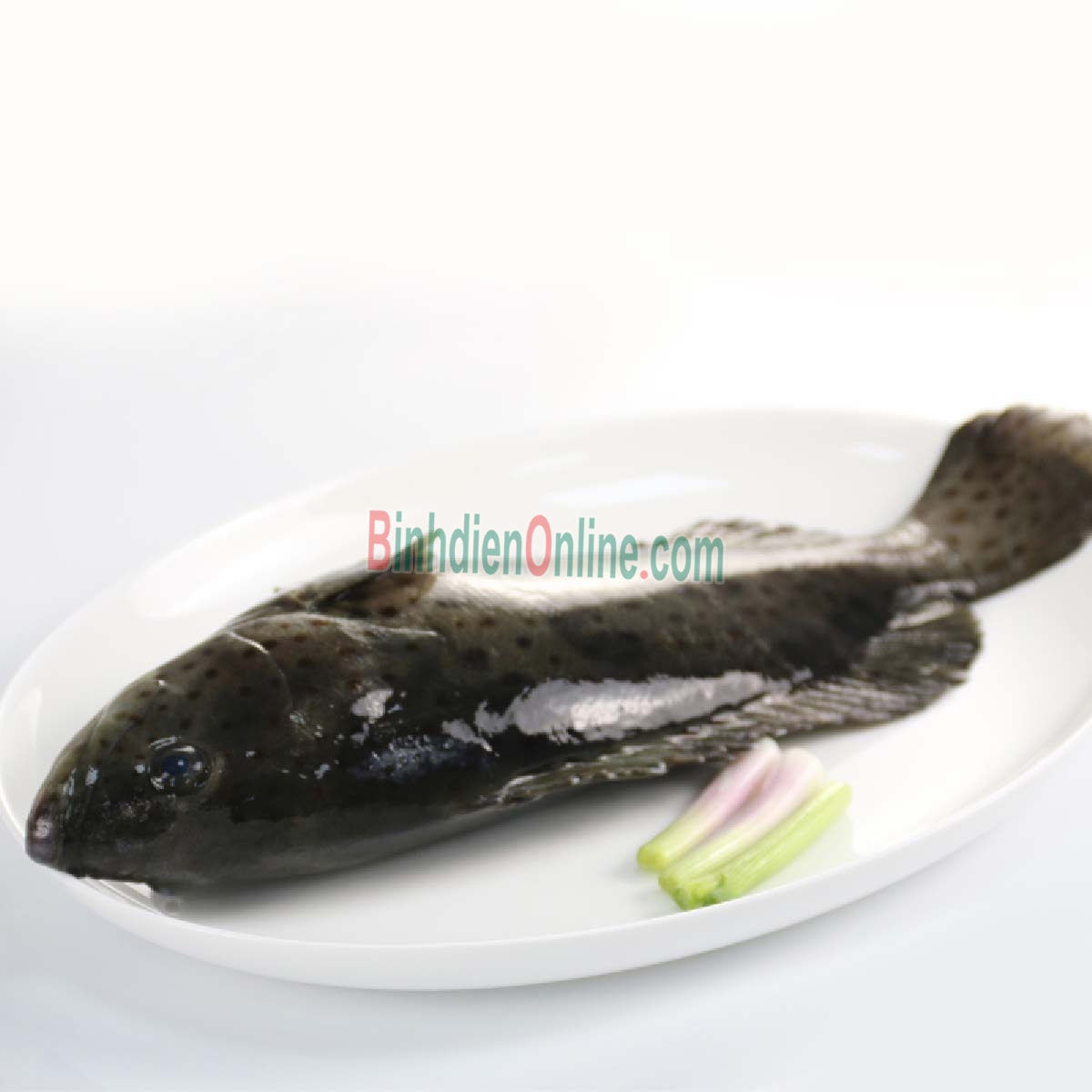 Cá mú bông  tươi sống, đảm bảo ngon 1,2-1,4 kg/con Xuất xứ Bạc Liêu
