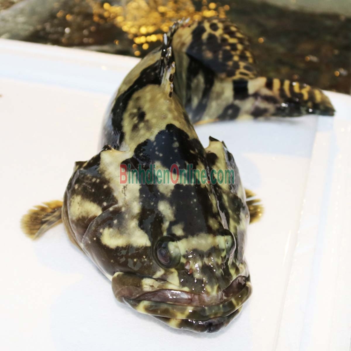 Cá mú bông  còn sống, vừa đánh bắt 1,8-2 kg/con Xuất xứ Khánh Hòa