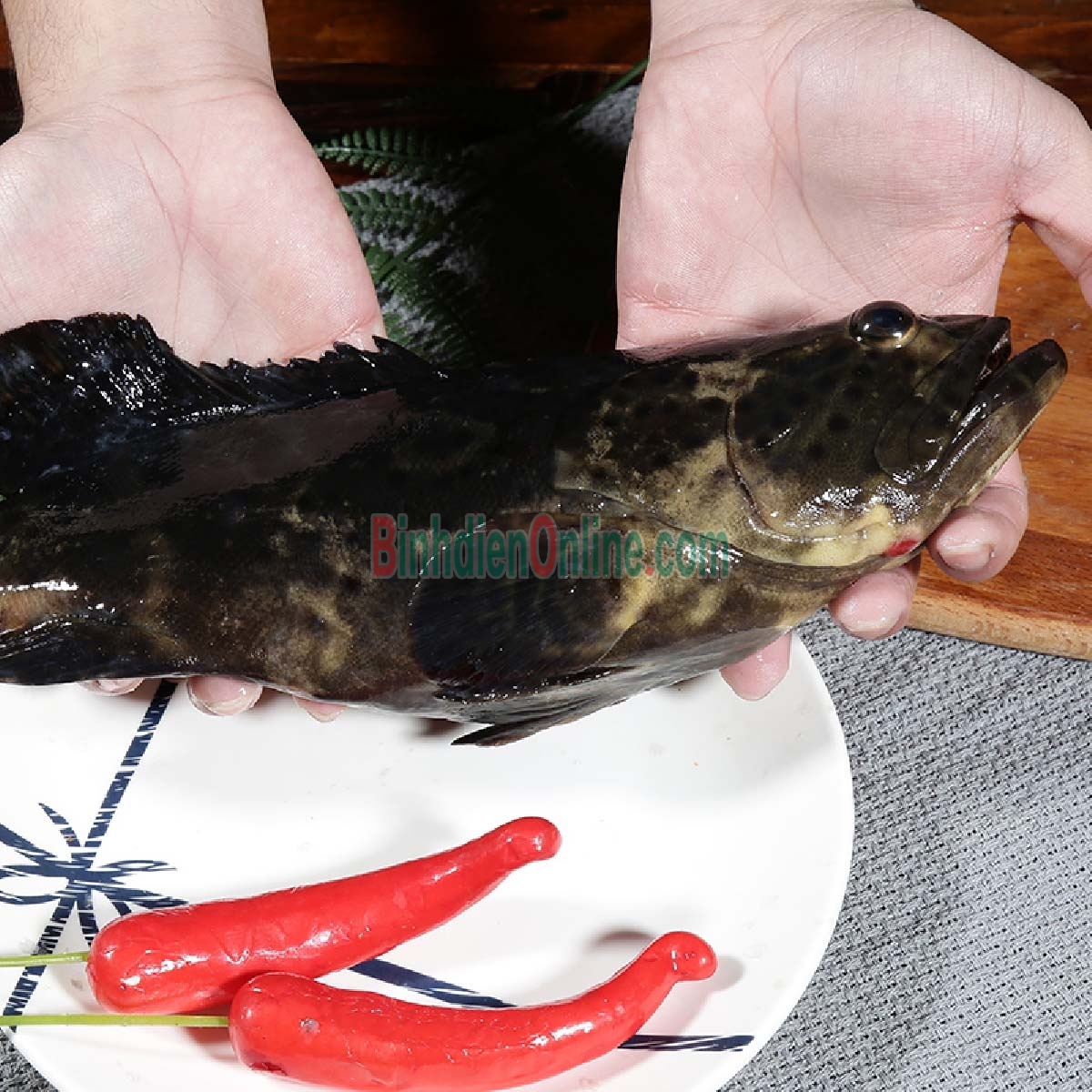 Cá mú bông  tươi đã làm sạch 1,4-1,6 kg/con Xuất xứ Kiên Giang