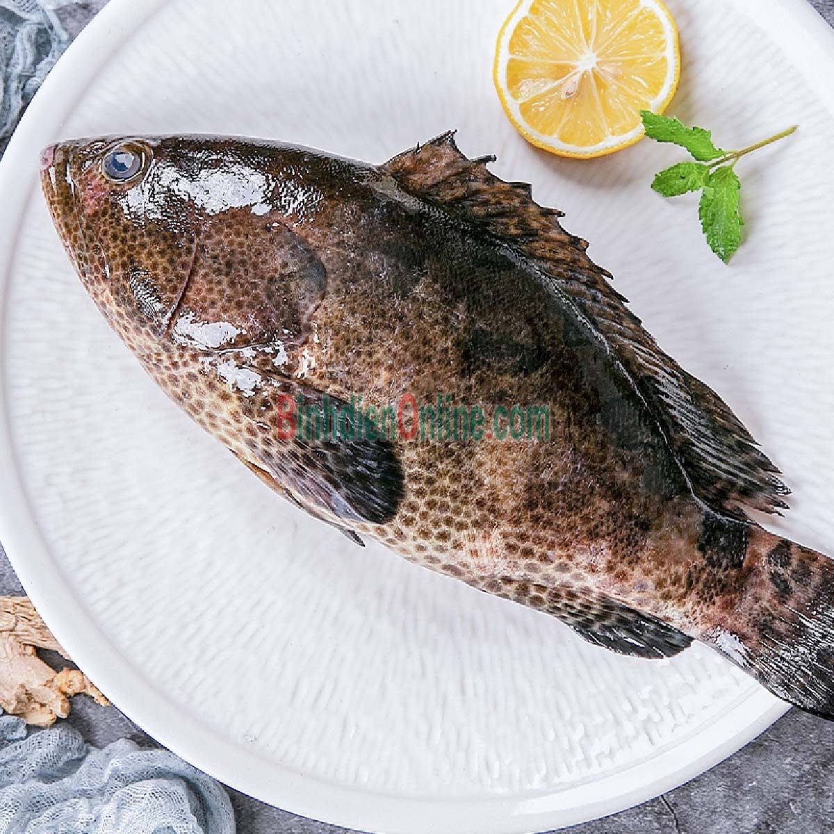 Cá mú bông  nguyên con tươi sống 1,8-2 kg/con Xuất xứ Bình Thuận