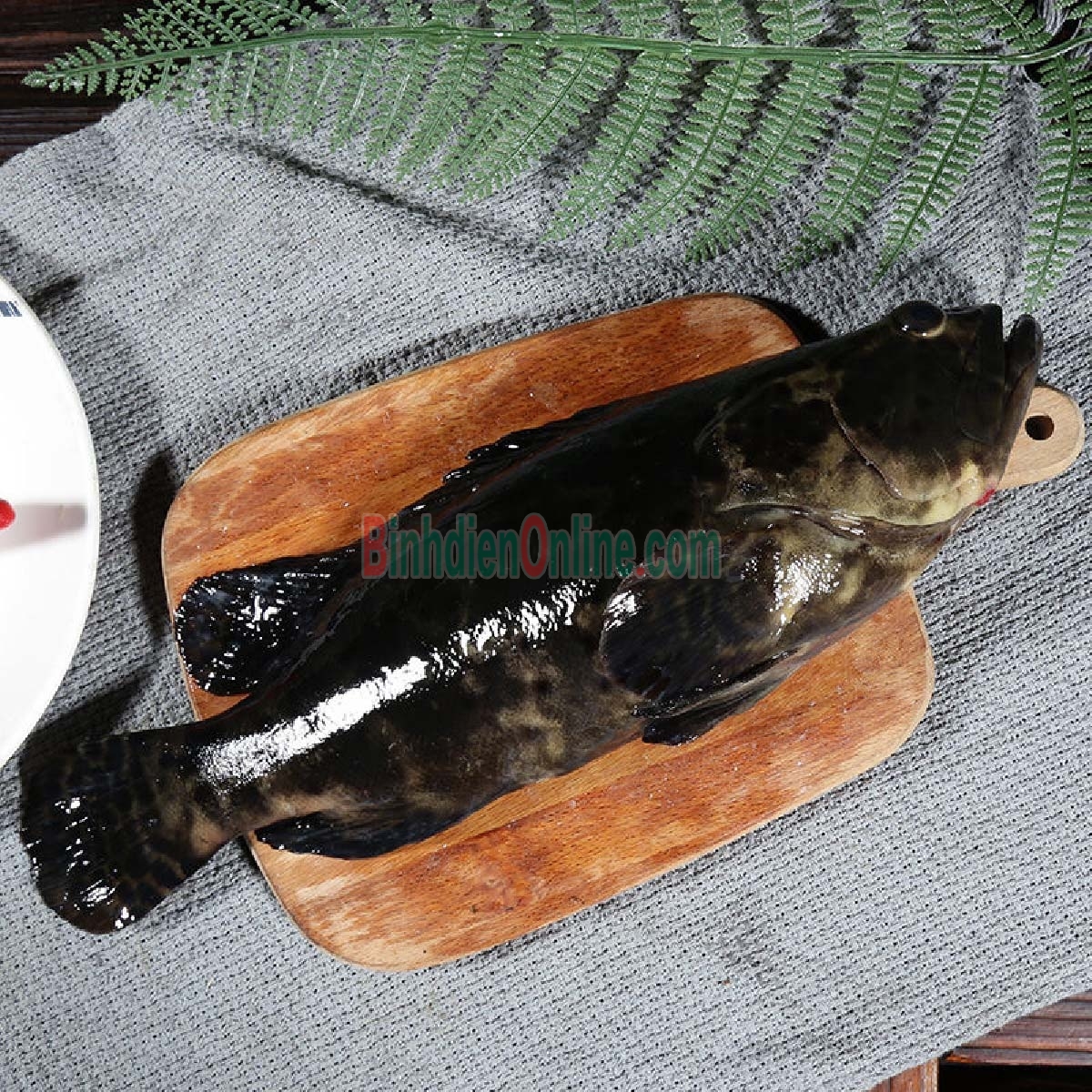 Cá mú bông  nguyên con tươi sống 1,2-1,4 kg/con Xuất xứ Bạc Liêu